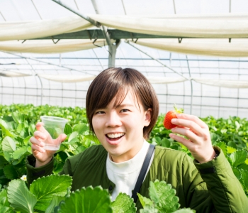 【2020 년】12월~5월초 한정! 오키나와 딸기 따기 체험을 하고 왔습니다!