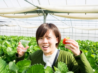 【2018】Only from December to early May! Do Strawberry-Picking in Okinawa!