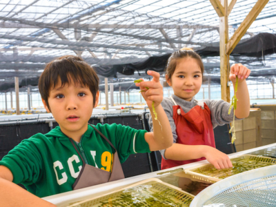 【観光スポット】子連れで120%満喫できる沖縄の海ぶどう農園