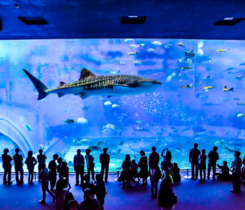 人氣觀光景點「美麗海水族館」享受2倍的享樂方法♪