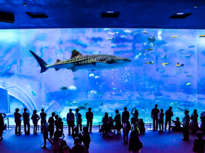 How you can double your fun at a popular tourist spot, the 'Okinawa Churaumi Aquarium' ♪