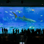 人気観光スポット「美ら海水族館」を2倍楽しむ方法♪