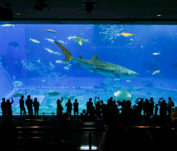 人気観光スポット「美ら海水族館」を2倍楽しむ方法♪