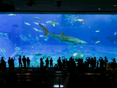 人気観光スポット「美ら海水族館」を2倍楽しむ方法♪