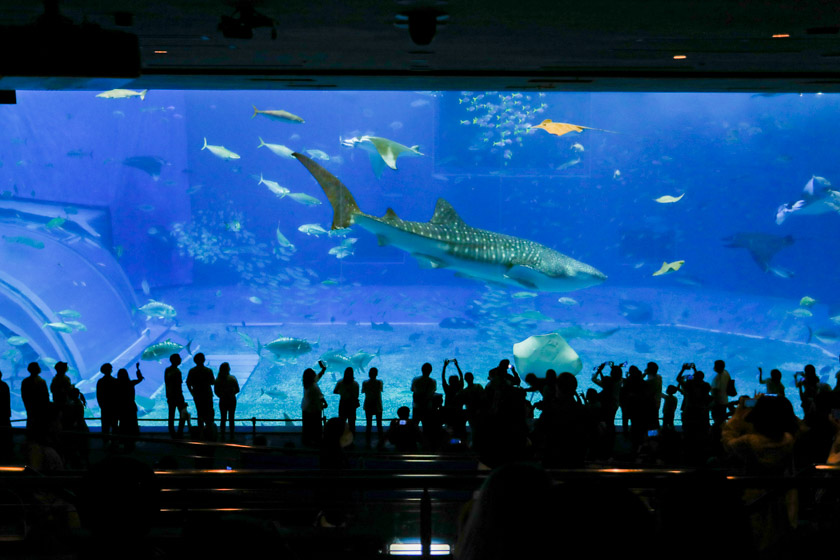 人気観光スポット美ら海水族館を2倍楽しむ方法