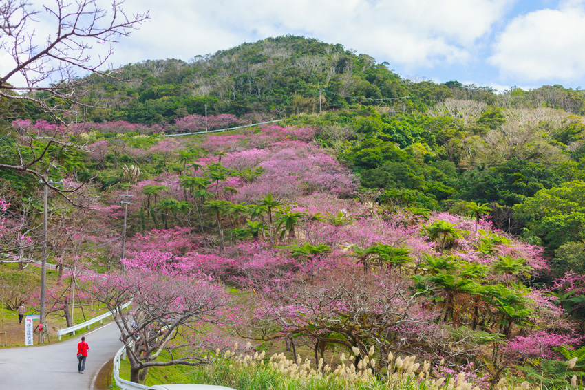 観光スポット 21年版 沖縄桜まつり 桜スポット情報 ひと足お咲きに 日本一早い桜の開花を見に行こう Okinawaholidayhackers