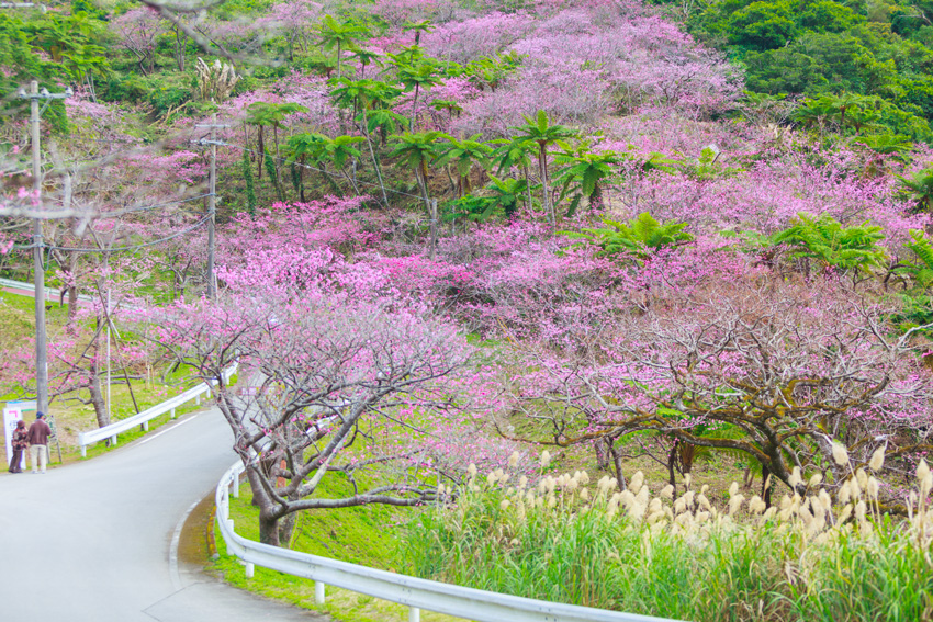 観光スポット 21年版 沖縄桜まつり 桜スポット情報 ひと足お咲きに 日本一早い桜の開花を見に行こう Okinawaholidayhackers