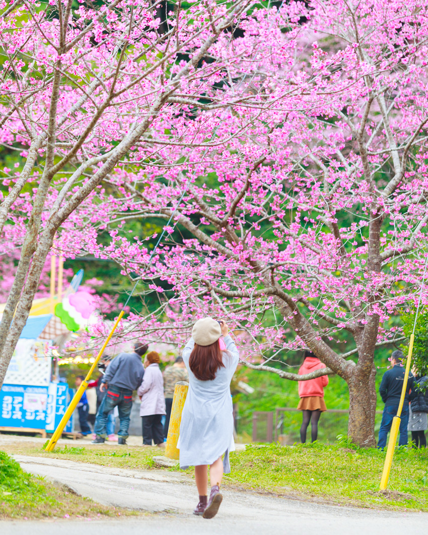 観光スポット 21年版 沖縄桜まつり 桜スポット情報 ひと足お咲きに 日本一早い桜の開花を見に行こう Okinawaholidayhackers
