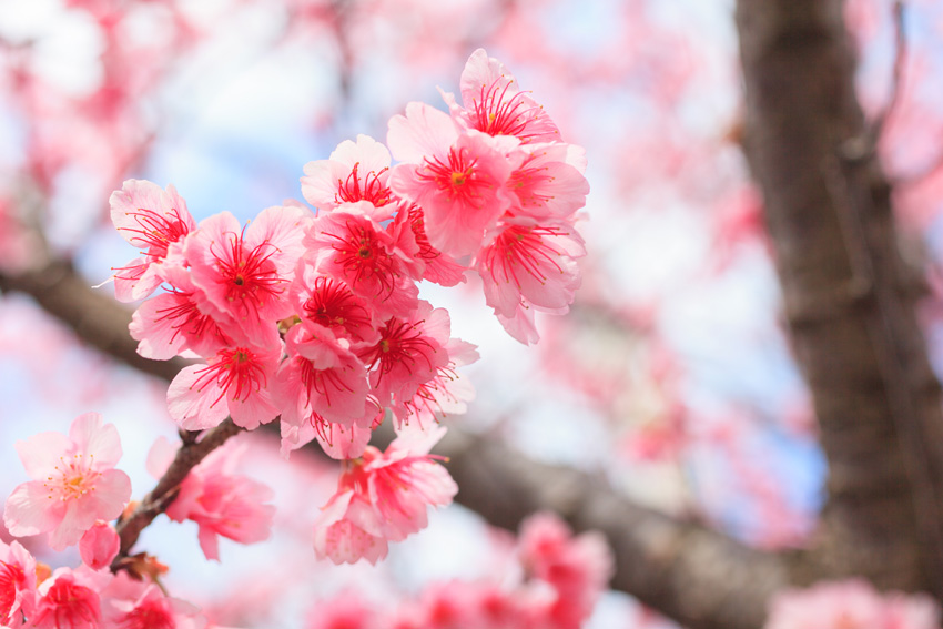 観光スポット 21年版 沖縄桜まつり 桜スポット情報 ひと足お咲きに 日本一早い桜の開花を見に行こう Okinawaholidayhackers