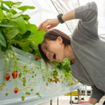 在沖繩採草莓！5種品種吃到飽！向您介紹傳說中的「美麗草莓園」！