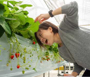 在沖繩採草莓!5種品種吃到飽!向您介紹傳說中的「美麗草莓園」!