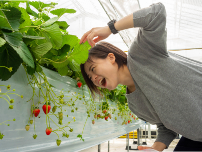 在沖繩採草莓!5種品種吃到飽!向您介紹傳說中的「美麗草莓園」!