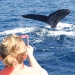 【エリア別】沖縄でクジラに会いに行こう！ホエールウォッチングができる施設