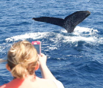 【エリア別】沖縄でクジラに会いに行こう!ホエールウォッチングができる施設