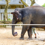 親子で楽しもう♪見所満載！沖縄こどもの国ZOO&MUSEUM