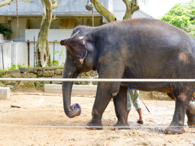 親子で楽しもう♪見所満載！沖縄こどもの国ZOO&MUSEUM