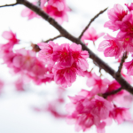 【관광 명소】【2020년판 제2탄】 한 발 빠르게 봄을 맞이하러 고고싱♪ 오키나와의 벚꽃 축제&벚꽃 명소 소개!