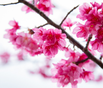 【観光スポット】【2025年版】ひと足お咲きに春を見に行こう♪沖縄の桜まつり&桜の見れる観光スポット紹介!