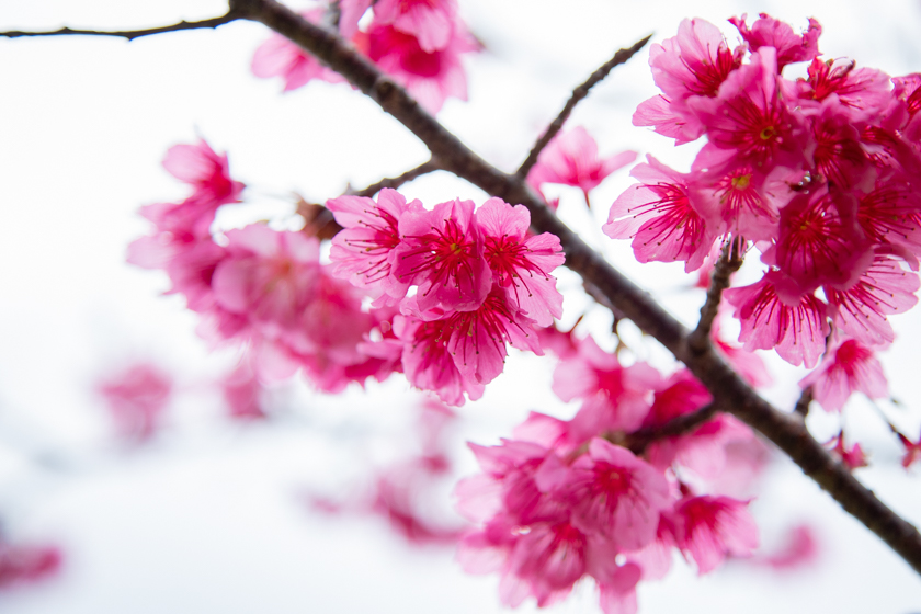 観光スポット 21年版 ひと足お咲きに春を見に行こう 沖縄の桜まつり 桜の見れる観光スポット紹介 Okinawaholidayhackers