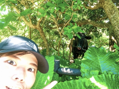 牛比人多?!從石垣島搭乘渡輪前往黑島騎自行車環島~!