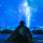 【1/12～2/28的期間限定】沖繩美麗海水族館夜間營業至21點「美麗海Night Aquarium」是什麼呢？！