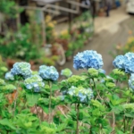 2019年饒平名繡球花園 首日深入採訪！開花状況,最佳時間,入場費用,停車場,巴士旅遊等詳細資料一次介紹給您！