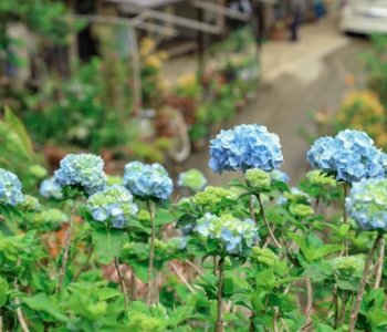 2019年饒平名繡球花園 首日深入採訪!開花状況,最佳時間,入場費用,停車場,巴士旅遊等詳細資料一次介紹給您!