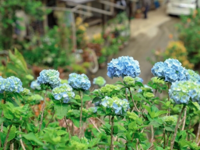 2019年饒平名繡球花園 首日深入採訪！開花状況,最佳時間,入場費用,停車場,巴士旅遊等詳細資料一次介紹給您！