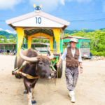 【石垣島発着】西表島,由布島,竹富島の3島めぐり【日帰り】