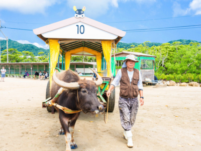 【이사가키섬 출도착】이리오모테섬, 유부섬, 타케토미섬  3개 섬 일주【당일치기】