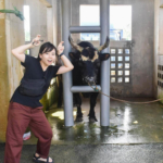 【沖縄娯楽】うるま市の闘牛大会を観戦！