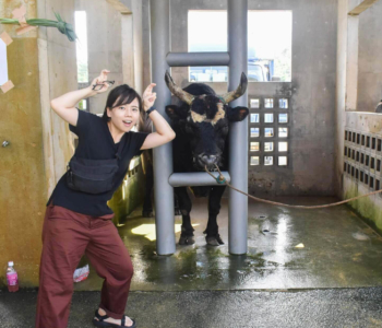 【沖縄娯楽】うるま市の闘牛大会を観戦!