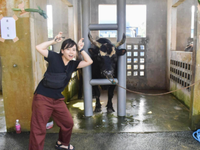【沖縄娯楽】うるま市の闘牛大会を観戦!