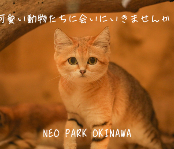 【観光スポット】週末のお出かけにネオパークオキナワ!色んな動物に触れ合えて出会えるスポット