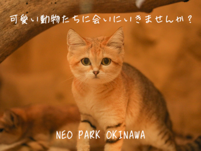 【観光スポット】週末のお出かけにネオパークオキナワ!色んな動物に触れ合えて出会えるスポット