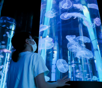 【觀光景點】距離機場約20分鐘車程  「DMM Kariyushi水族館」結合影像和聲音的娛樂型水族館