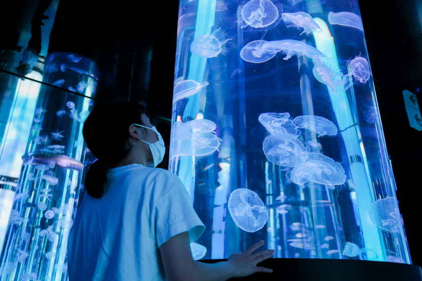 観光スポット 空港から車で約分 Dmmかりゆし水族館 映像や音を駆使したエンタテイメント水族館 Okinawaholidayhackers