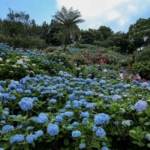 【観光スポット】2025年の開園日決定！！沖縄本島北部にある「よへなあじさい園」！入園料,駐車場の情報も！