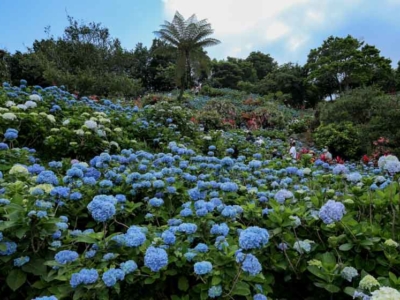 【観光スポット】2025年の開園日決定！！沖縄本島北部にある「よへなあじさい園」！入園料,駐車場の情報も！