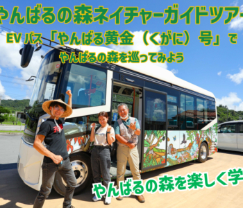 【観光体験】EVバス「やんばる黄金(くがに)号」に乗って巡る【やんばるの森ネイチャーガイドツアー】に参加してみた