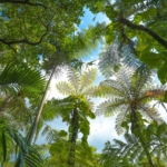 【観光スポット】イルミネーションだけじゃない！東南植物楽園の歩き方。