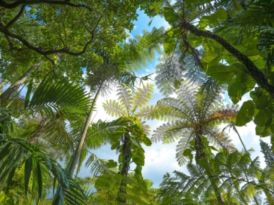 【観光スポット】イルミネーションだけじゃない!東南植物楽園の歩き方。