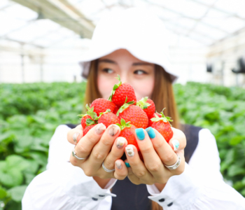 【観光スポット】いちご狩り農園に隣接する「イチゴカフェ」へ行ってきた!