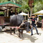 【観光スポット】魅力集まる八重山の離島を堪能！竹富島と西表島でアクティビティしてきた　石垣島旅2日目